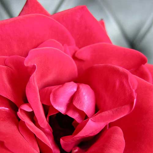 A close up photo of a red rose. This page is for Aged labia, large labia & large clitoral hood correction, one of the Menopause-related treatments at The Women's Clinic